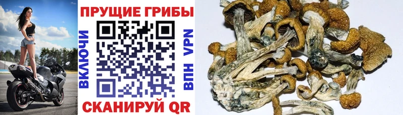 Галлюциногенные грибы Psilocybine cubensis  магазин продажи наркотиков  Волхов 